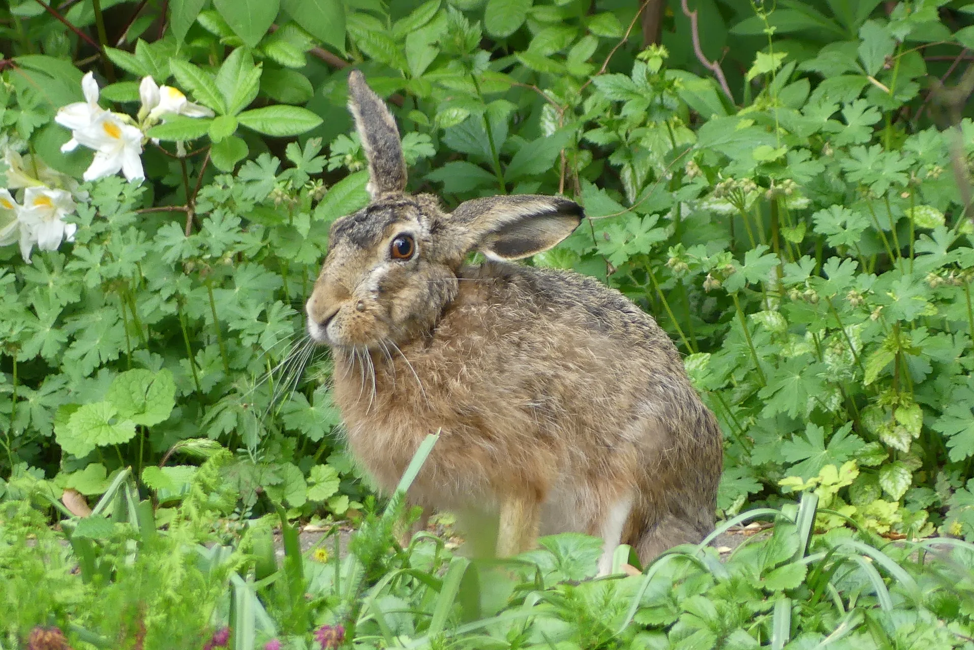 Lièvre européen Lepus europaeus — lièvre montagne chasse élevage GIBIS — photo 3