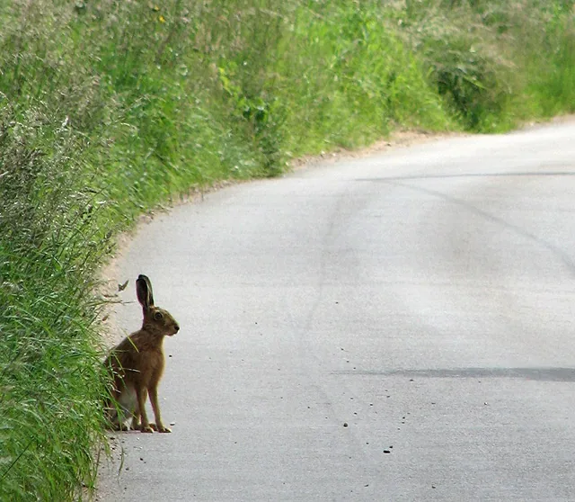 Lièvre européen Lepus europaeus — lièvre montagne chasse élevage GIBIS — photo 4