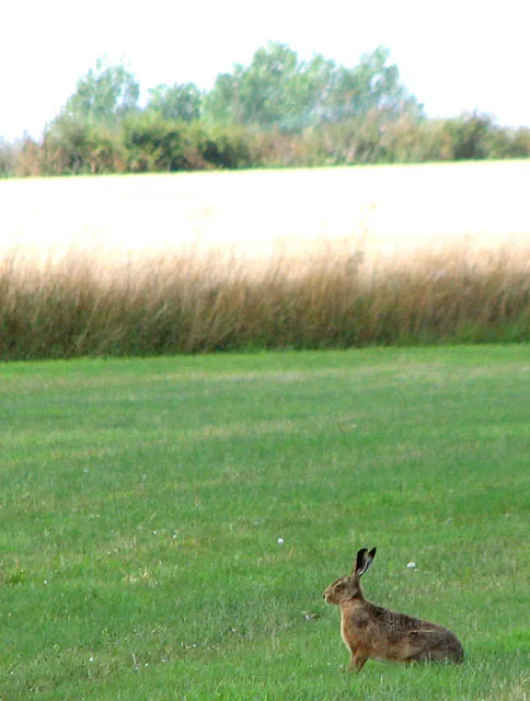 Lièvre européen Lepus europaeus — lièvre montagne chasse élevage GIBIS — photo 5