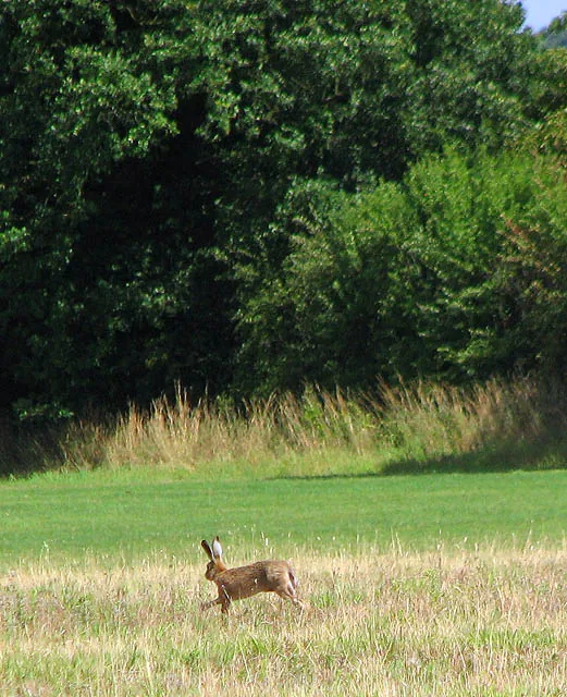 Lièvre européen Lepus europaeus — lièvre montagne chasse élevage GIBIS — photo 6