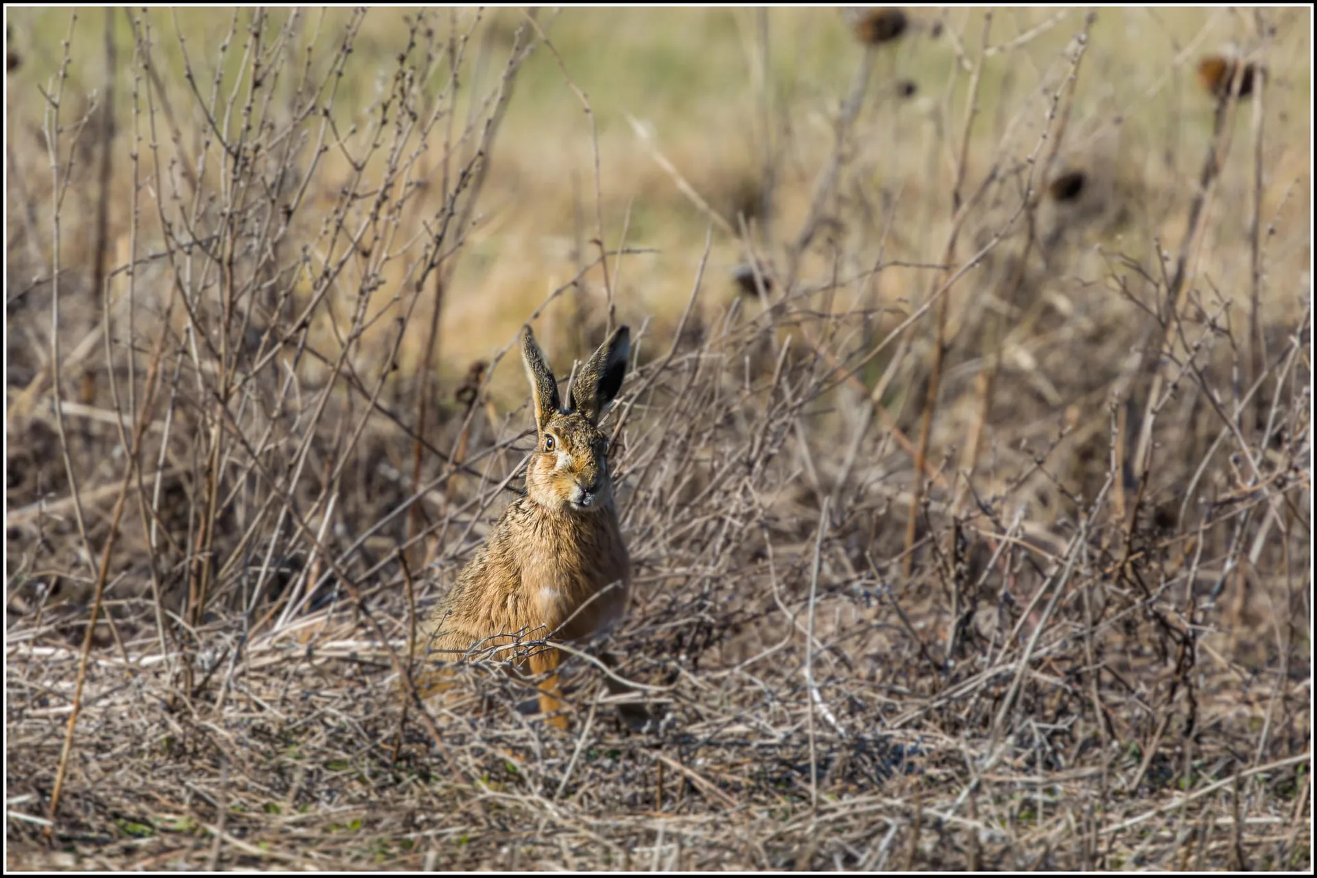 Lièvre européen Lepus europaeus — lièvre montagne chasse élevage GIBIS — photo 7