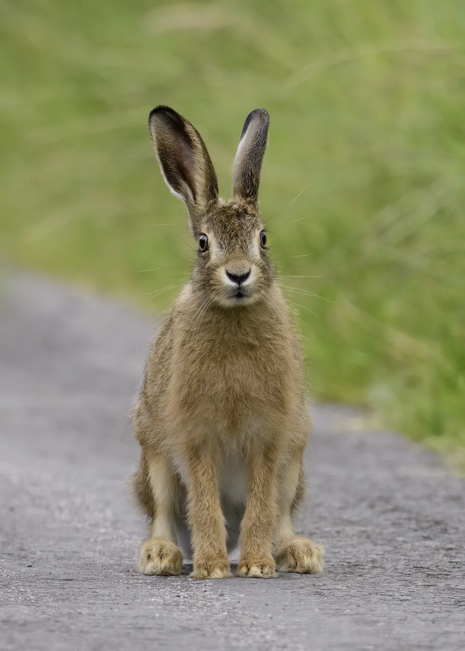 Lièvre européen Lepus europaeus — lièvre montagne chasse élevage GIBIS — photo 8