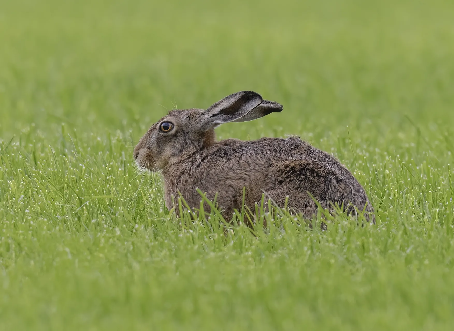 Lièvre européen Lepus europaeus — lièvre montagne chasse élevage GIBIS — photo 9