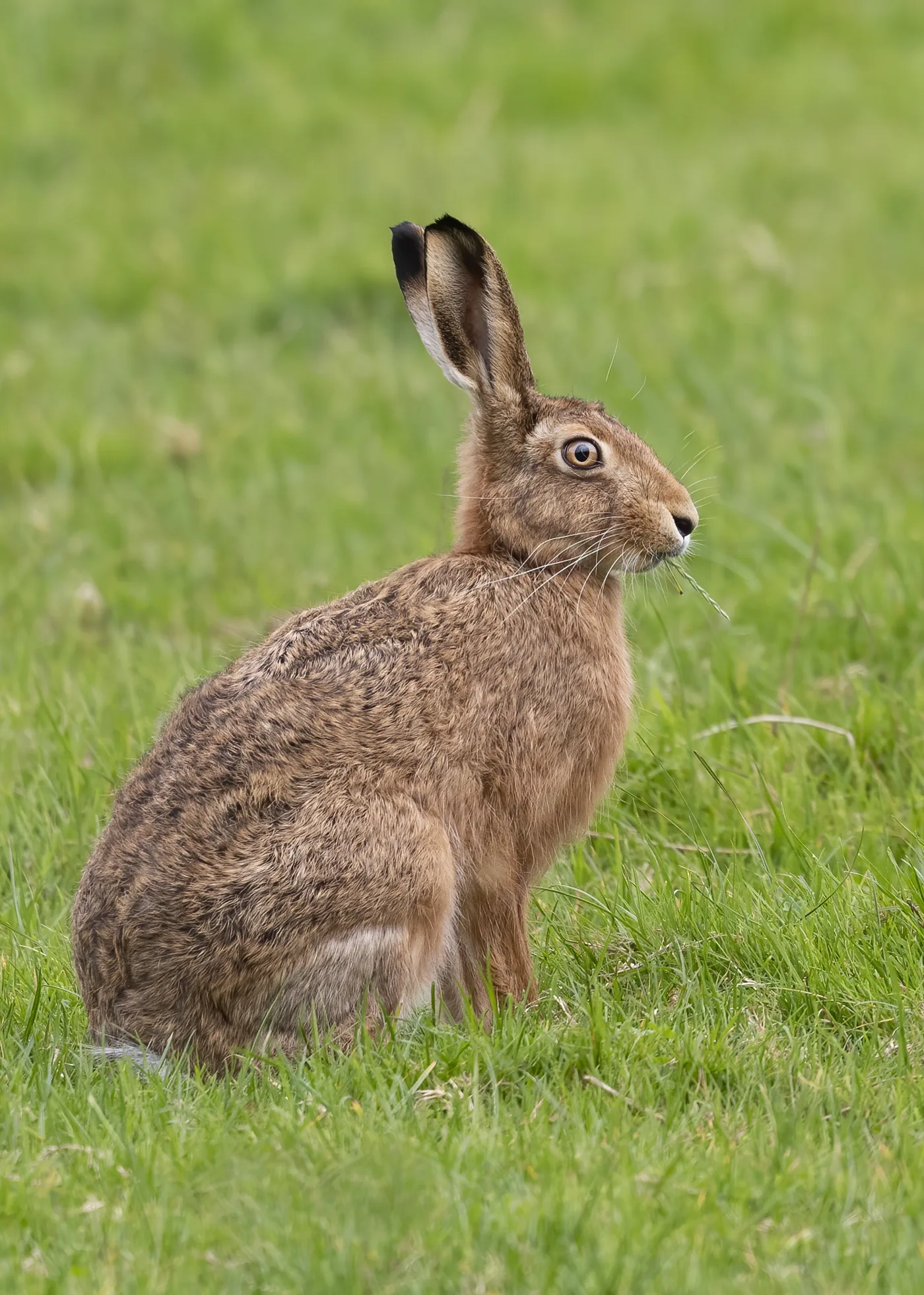 Lepre europea adulta (Lepus europaeus) di profilo, lunghe orecchie con punta nera