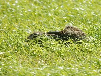 Lepre europea acquattata nel suo covo a diretto contatto con il suolo