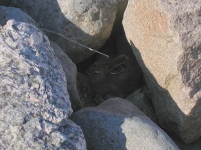 Giovane leprotto con il pelo, gli occhi aperti, nascosto nella vegetazione