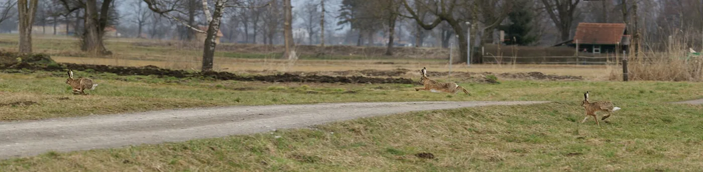 Lepre europea in corsa in un campo, ambiente agricolo aperto