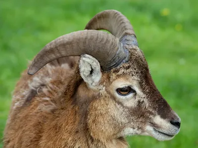 صورة جانبية لموفلون البحر المتوسط