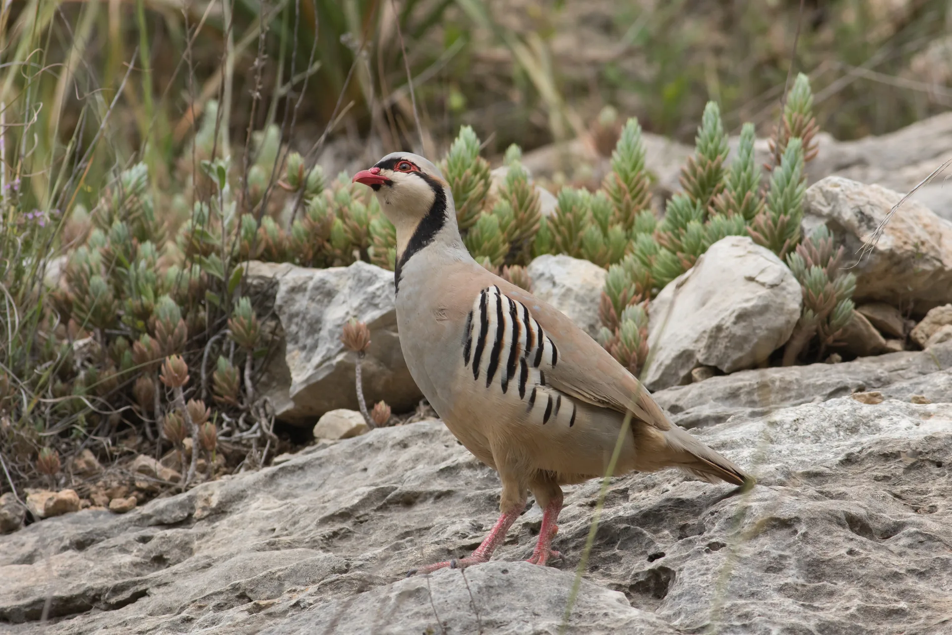 Perdrix choukar Alectoris chukar — perdrix montagne terrain rocheux GIBIS — photo 1