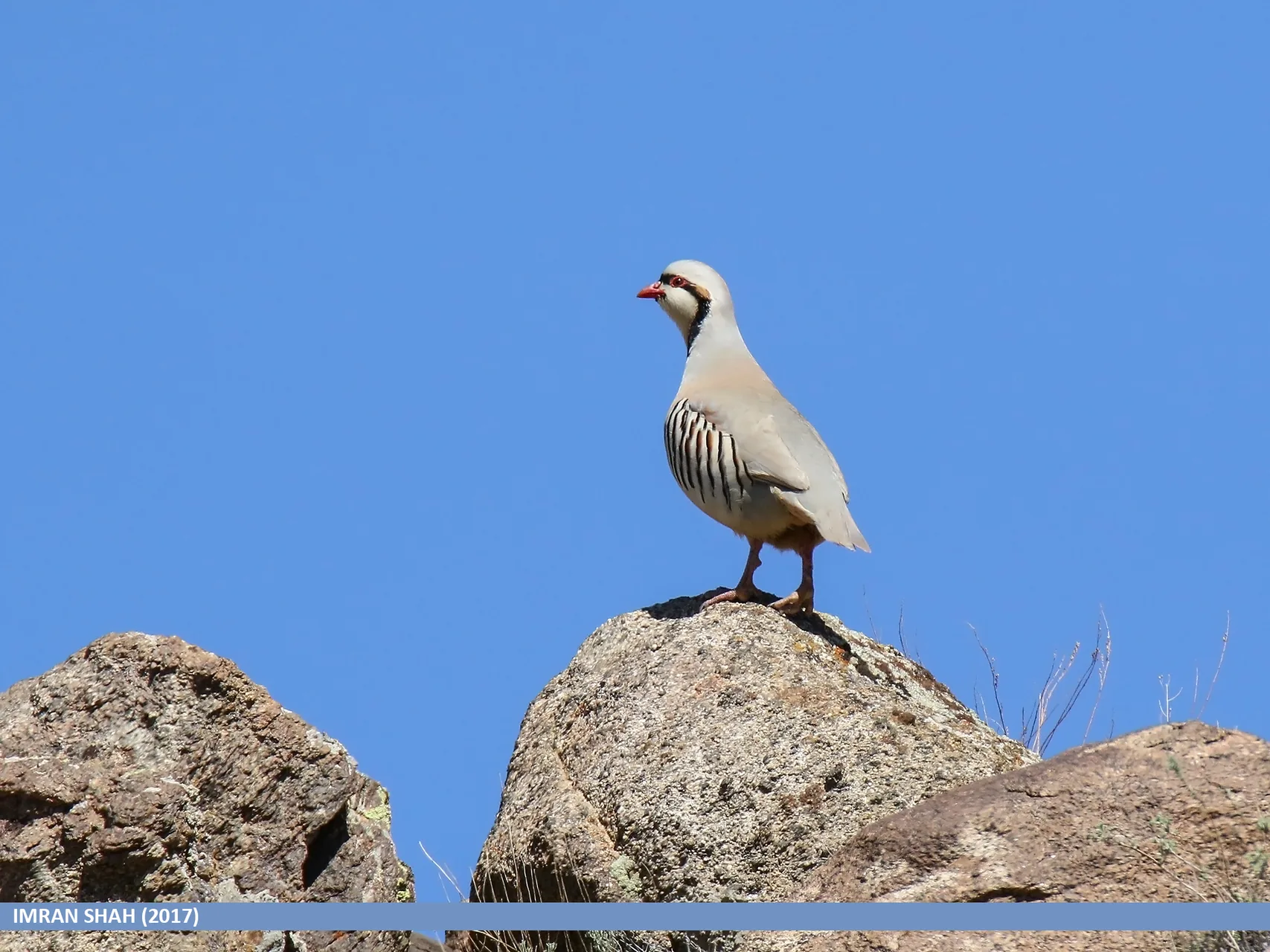 Perdrix choukar Alectoris chukar — perdrix montagne terrain rocheux GIBIS — photo 10