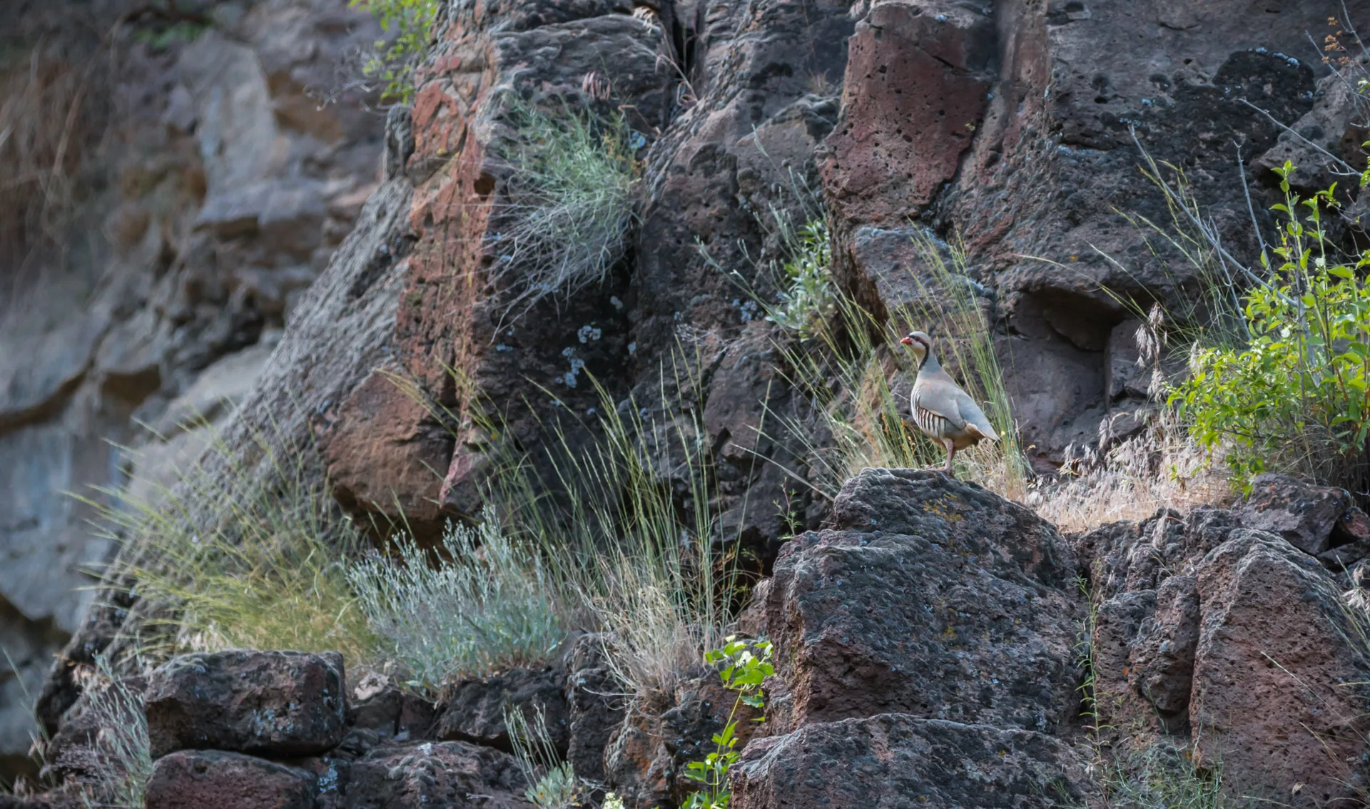 Perdrix choukar Alectoris chukar — perdrix montagne terrain rocheux GIBIS — photo 3
