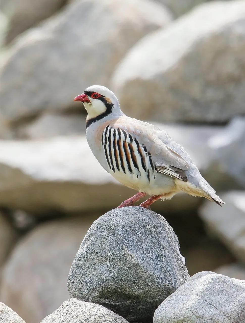 Perdrix choukar Alectoris chukar — perdrix montagne terrain rocheux GIBIS — photo 4