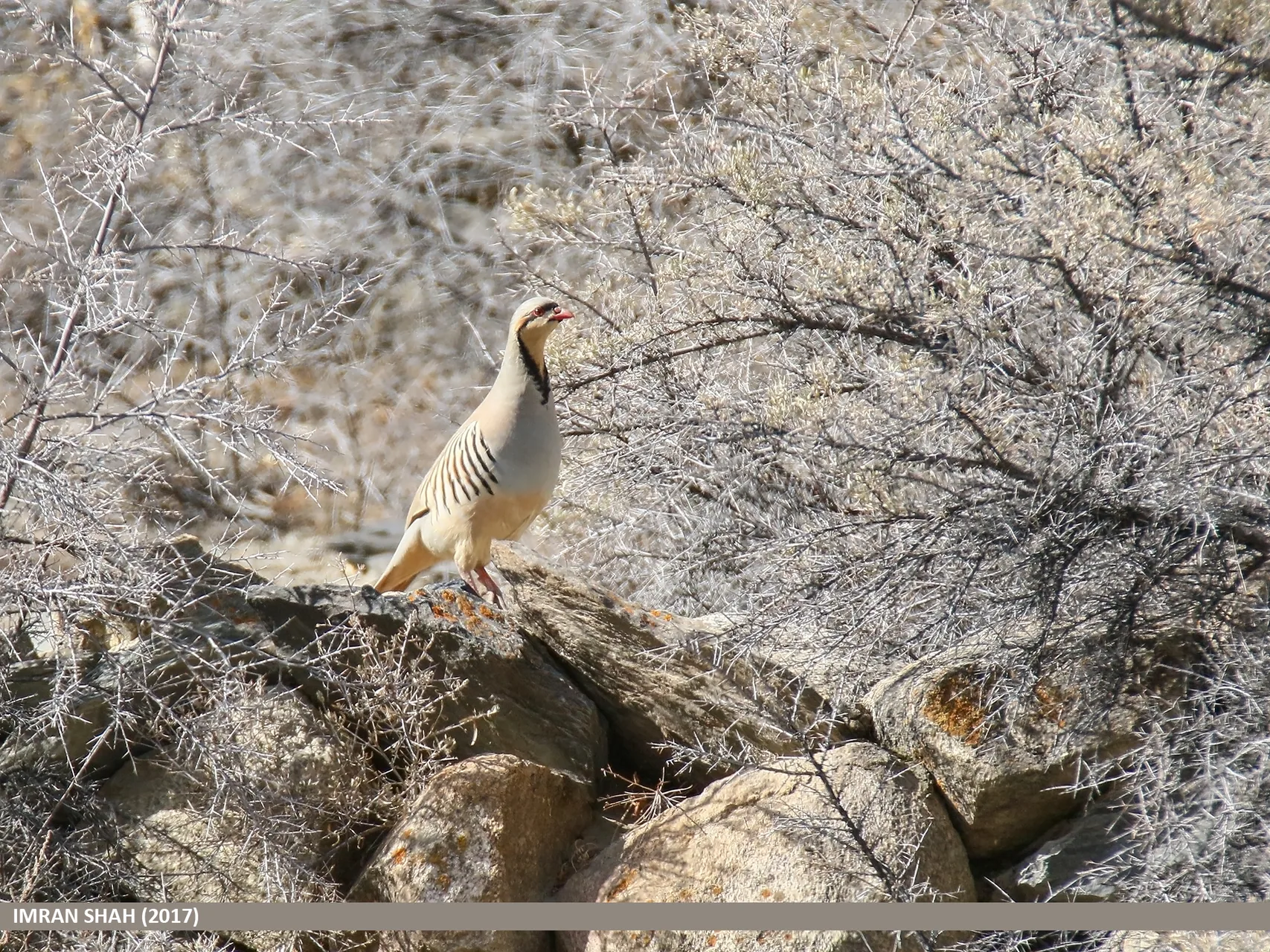 Perdrix choukar Alectoris chukar — perdrix montagne terrain rocheux GIBIS — photo 5