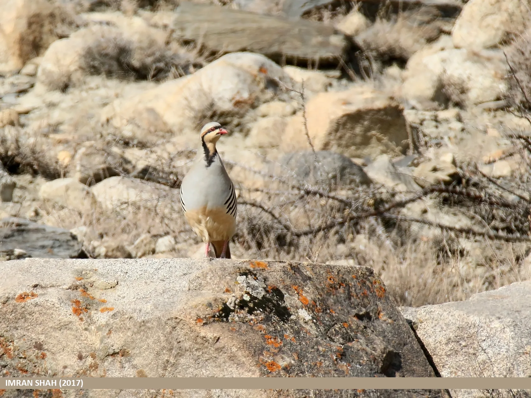 Perdrix choukar Alectoris chukar — perdrix montagne terrain rocheux GIBIS — photo 6