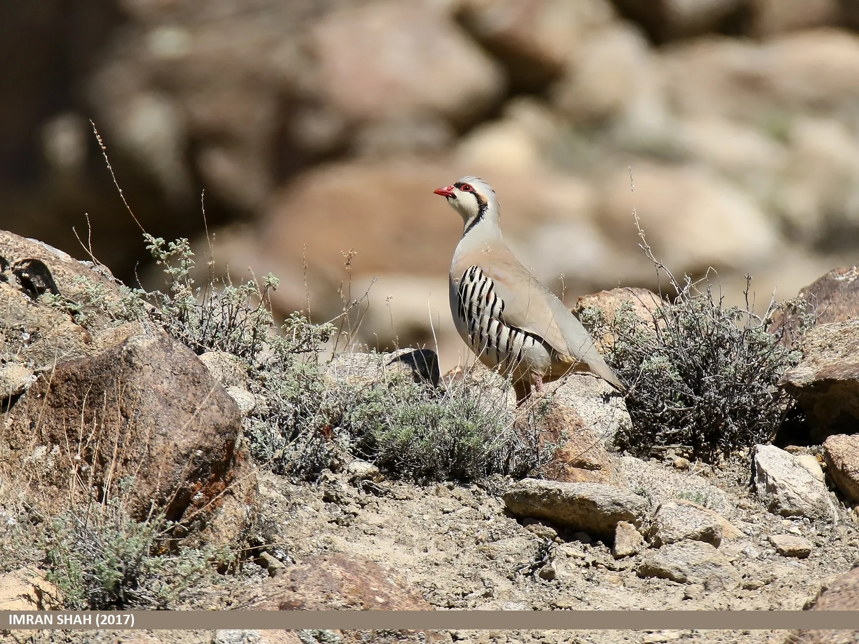 Perdrix choukar Alectoris chukar — perdrix montagne terrain rocheux GIBIS — photo 7