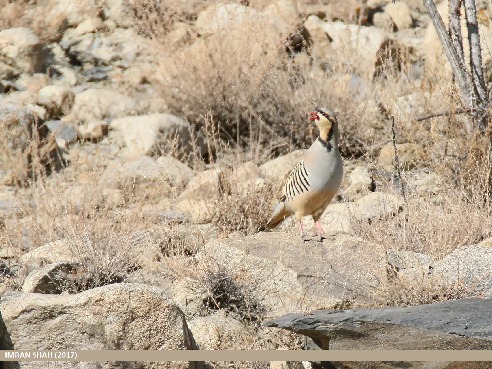 Perdrix choukar Alectoris chukar — perdrix montagne terrain rocheux GIBIS — photo 8