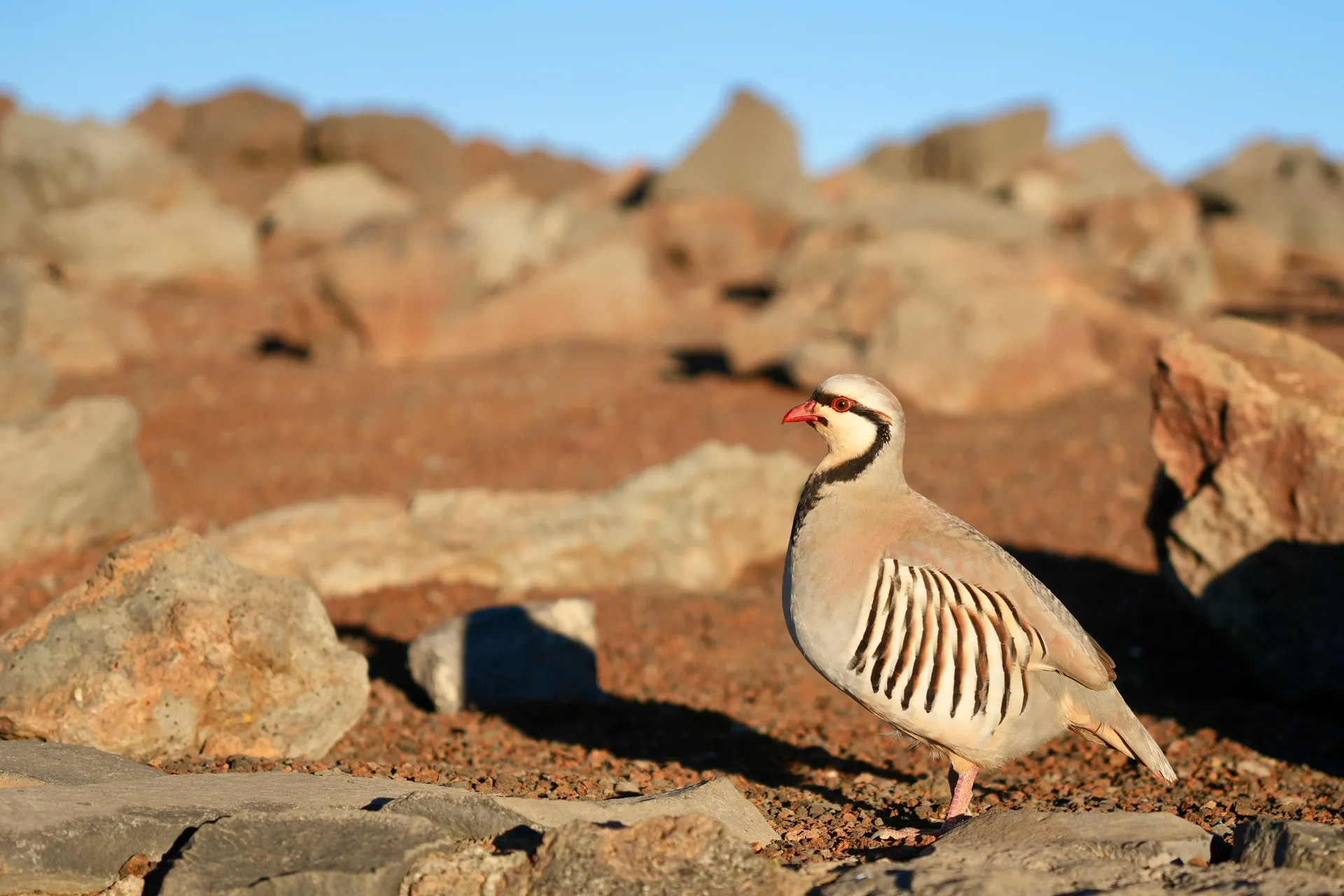 Perdrix choukar Alectoris chukar — perdrix montagne terrain rocheux GIBIS — photo 9