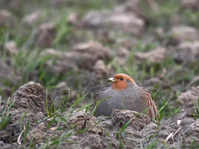 Perdrix grise Perdix perdix dans un chaume