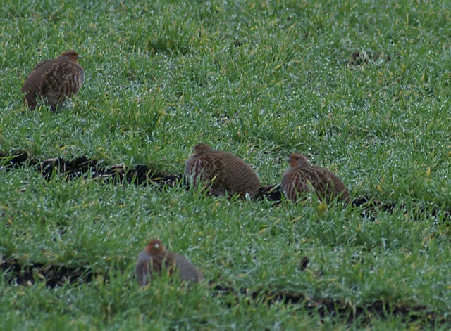 Perdrix grise Perdix perdix — perdrix grise souche française élevage GIBIS — photo 6