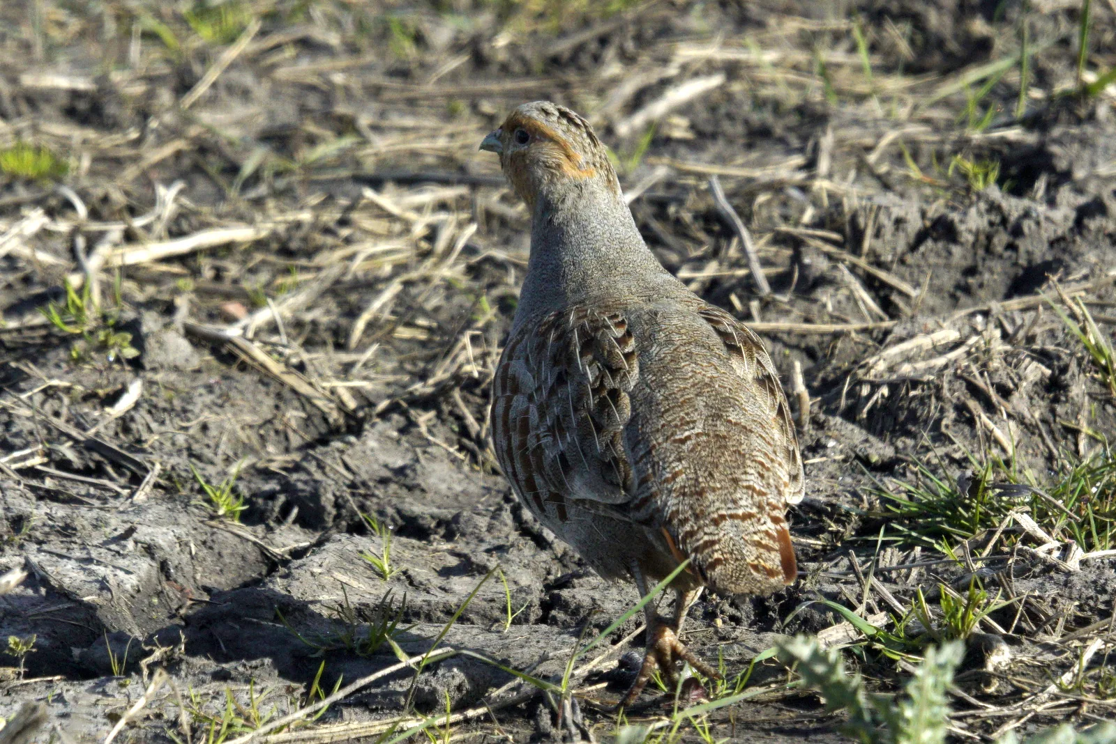 Perdrix grise Perdix perdix — perdrix grise souche française élevage GIBIS — photo 7