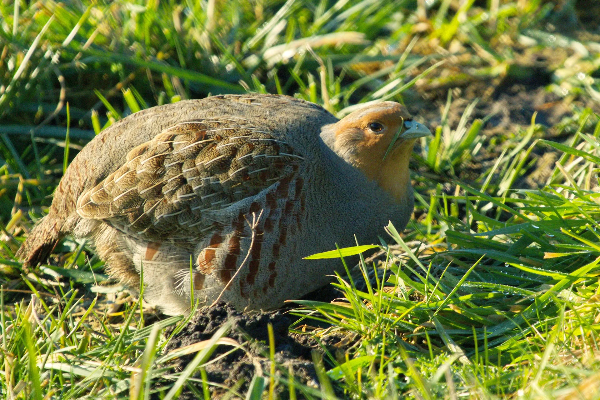 Perdrix grise Perdix perdix — perdrix grise souche française élevage GIBIS — photo 8