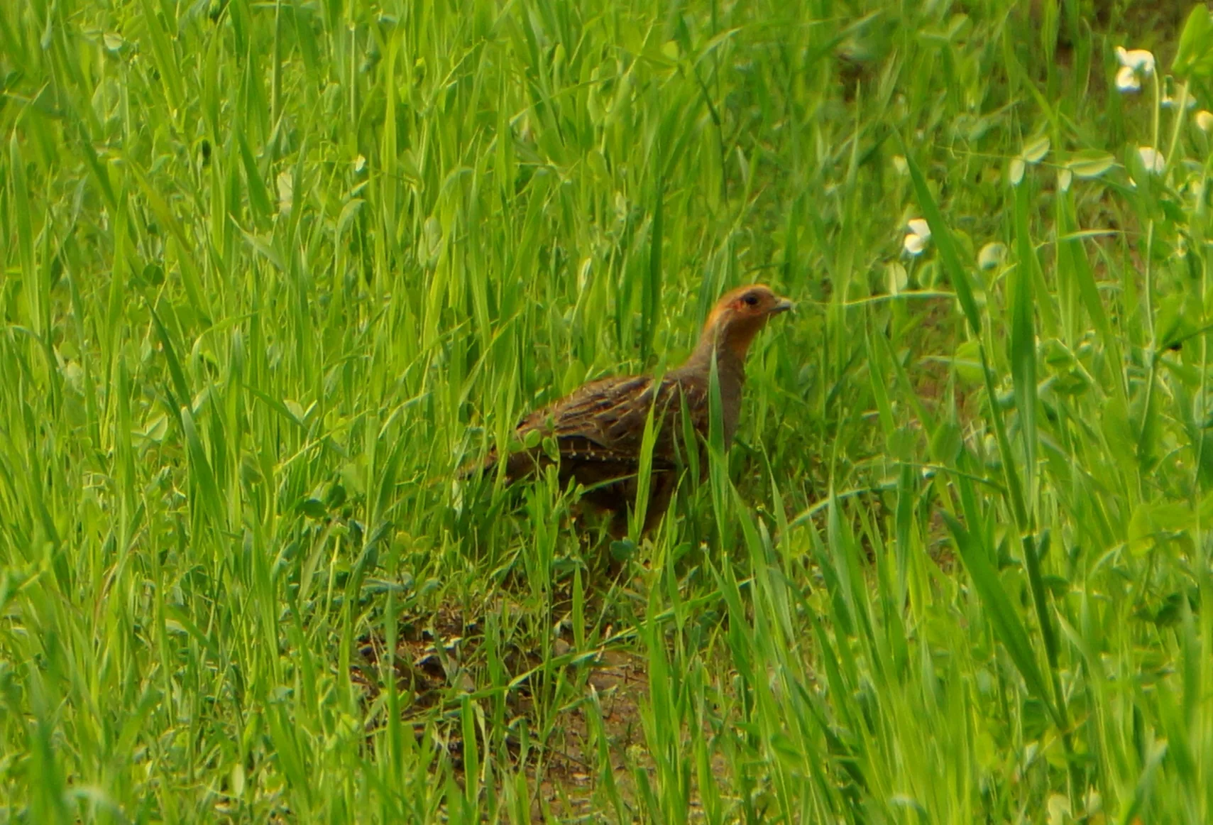 Perdrix grise Perdix perdix — perdrix grise souche française élevage GIBIS — photo 9