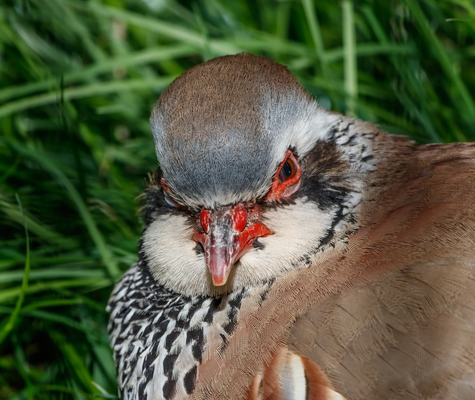 Perdrix rouge Alectoris rufa — perdrix rouge chasse repeuplement élevage GIBIS — photo 10