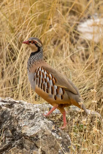Perdrix rouge Alectoris rufa — élevage de perdrix GIBIS
