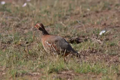 Perdrix rouge Alectoris rufa — élevage de perdrix GIBIS