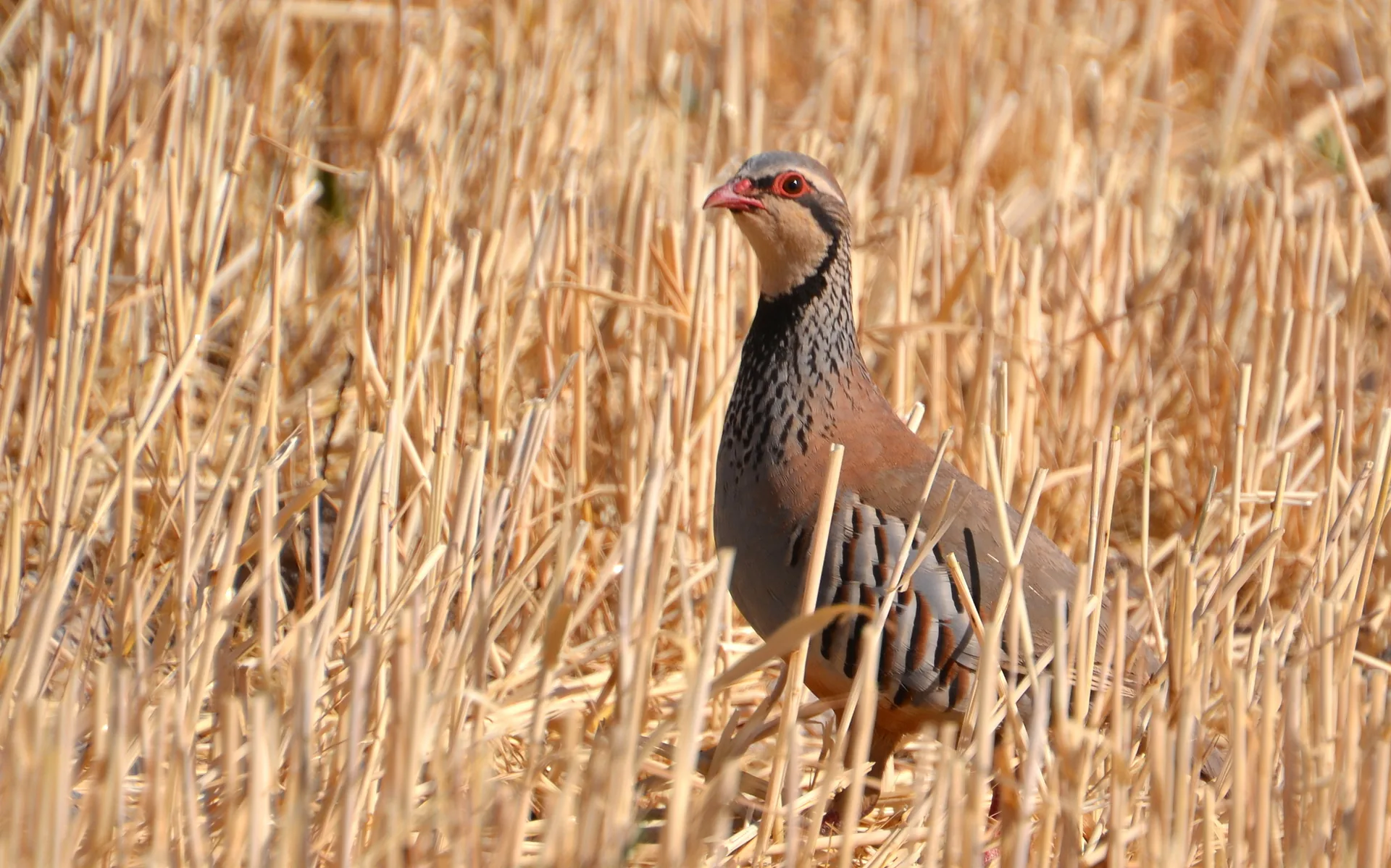 Perdrix rouge Alectoris rufa — perdrix rouge chasse repeuplement élevage GIBIS — photo 5