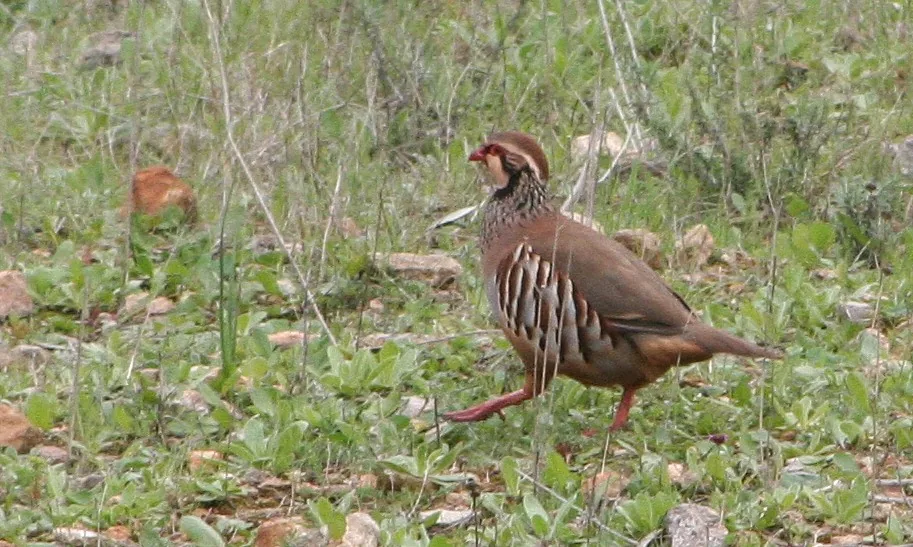 Perdrix rouge Alectoris rufa — perdrix rouge chasse repeuplement élevage GIBIS — photo 7