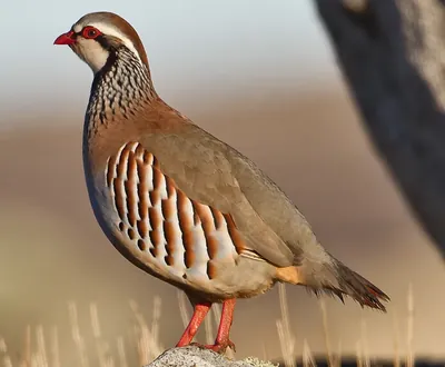 Perdrix rouge au sol dans un couvert sec
