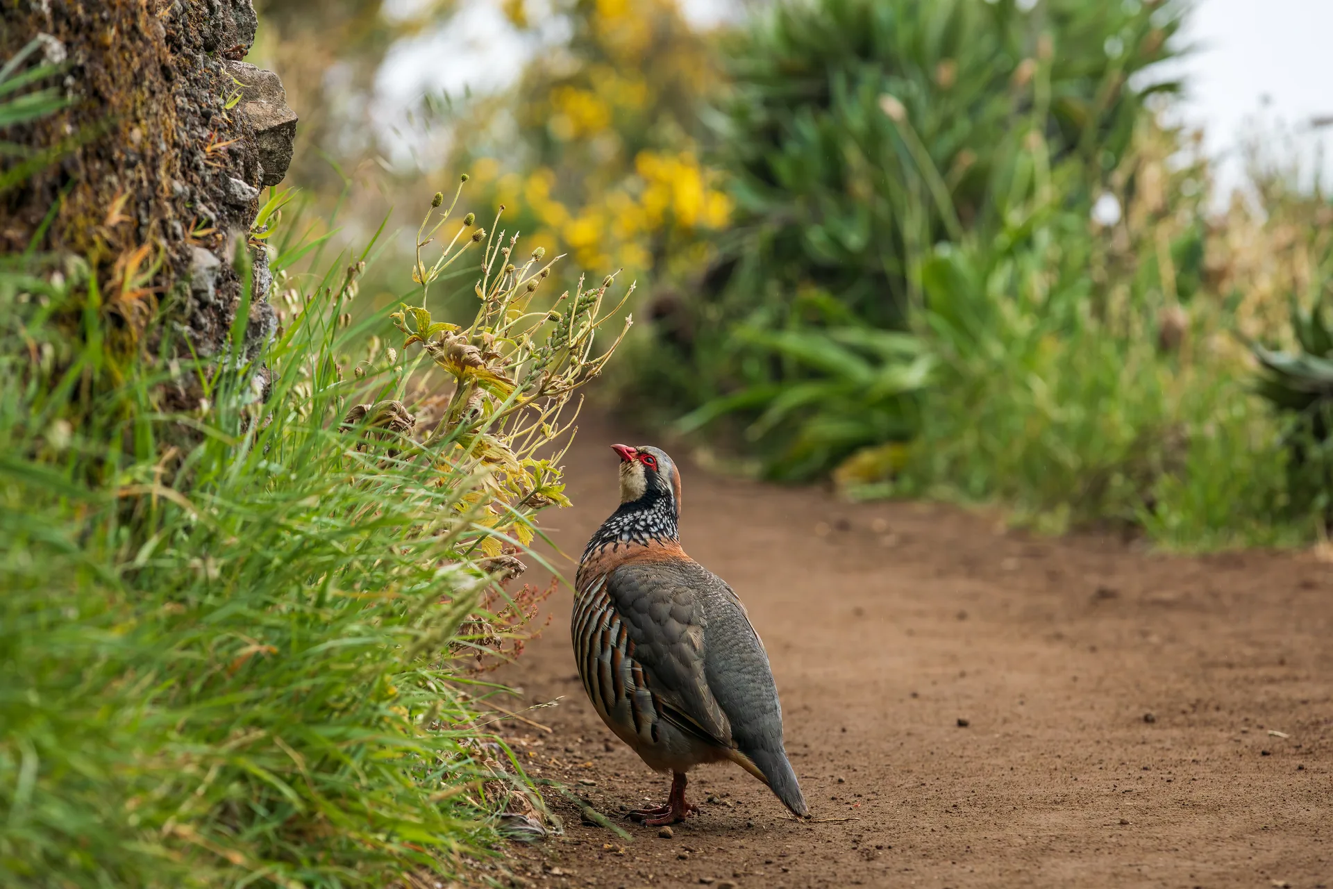 Perdrix rouge Alectoris rufa — perdrix rouge chasse repeuplement élevage GIBIS — photo 9