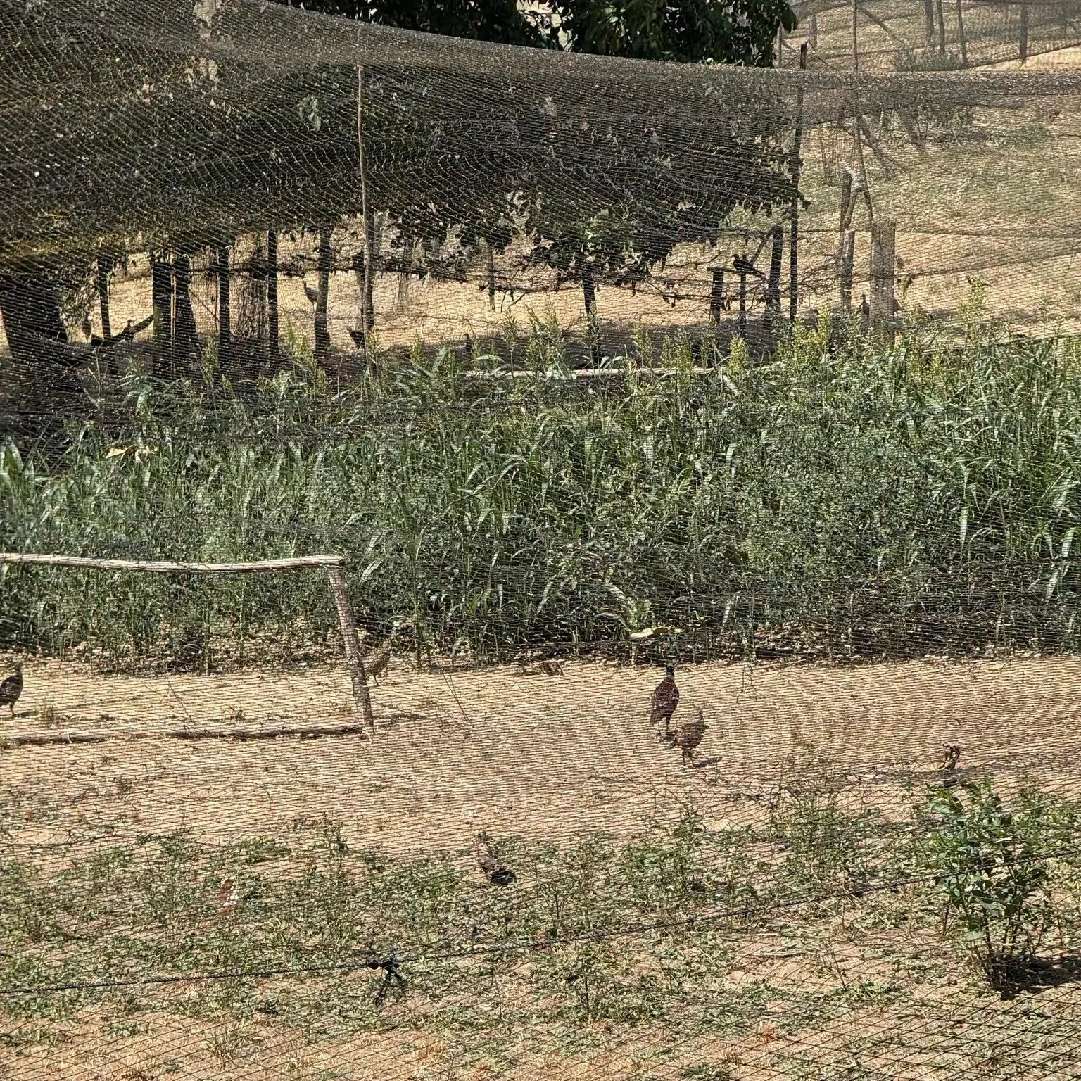 Faisandeaux dans un parc de pré-lâcher sous filets avec cultures à gibier, élevage GIBIS à Chatte en Isère