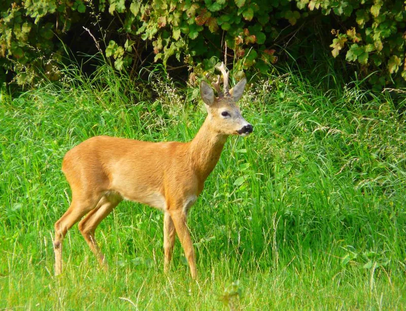 Französische Rehe