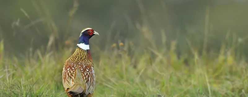 ФАЗАН PUR CHASSE®