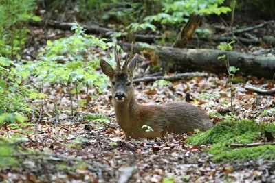 Photo de chevreuil (Capreolus capreolus) — gibier à poil de chasse, GIBIS dans l' Oise
