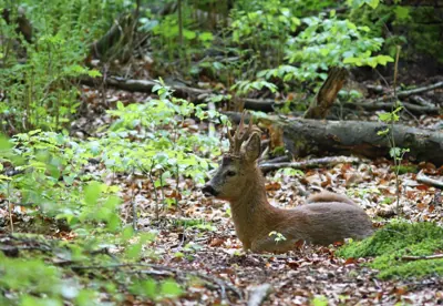 Photo de chevreuil (Capreolus capreolus) — gibier à poil de chasse, GIBIS dans l' Ain