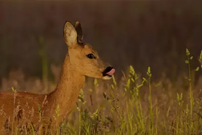 Chevreuil vivant pour ACCA et sociétés de chasse dans la Meuse — Capreolus capreolus