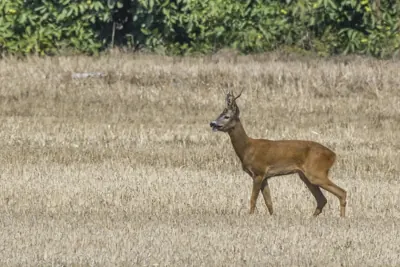 Photo de chevreuil (Capreolus capreolus) — gibier à poil de chasse, GIBIS dans l' Allier