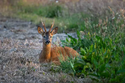 Chevreuil (Capreolus capreolus) — lâcher de repeuplement, élevage GIBIS dans l' Eure