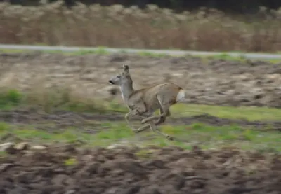 Chevreuil (Capreolus capreolus) — lâcher de repeuplement, élevage GIBIS dans le Gard