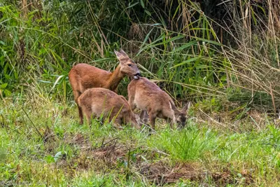 Chevreuil (Capreolus capreolus) — lâcher de repeuplement, élevage GIBIS dans le Rhône
