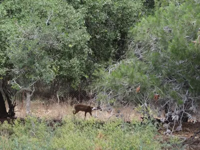 Chevreuil vivant pour ACCA et sociétés de chasse dans la Manche — Capreolus capreolus