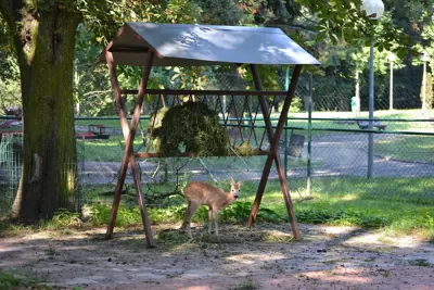 Photo de chevreuil (Capreolus capreolus) — gibier à poil de chasse, GIBIS dans la Marne