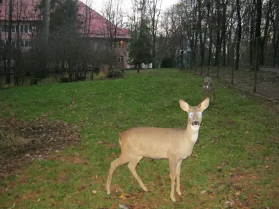 Chevreuil (Capreolus capreolus) — lâcher de repeuplement, élevage GIBIS en Mayenne