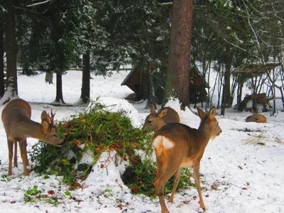 Photo de chevreuil (Capreolus capreolus) — gibier à poil de chasse, GIBIS dans la Meuse