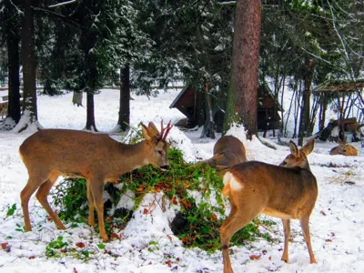 Photo de chevreuil (Capreolus capreolus) — gibier à poil de chasse, GIBIS dans le Cantal