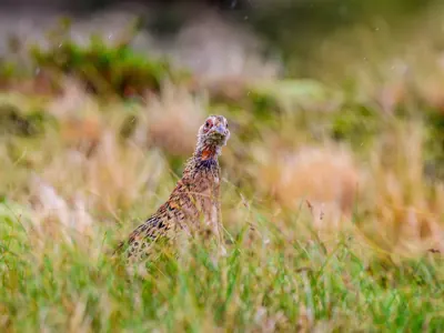 Faisan commun (Phasianus colchicus) — lâcher de repeuplement, élevage GIBIS dans le Loiret