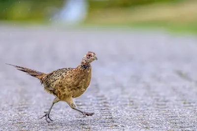 Photo de faisan commun (Phasianus colchicus) — gibier à plume de chasse, GIBIS dans le Val-d'Oise